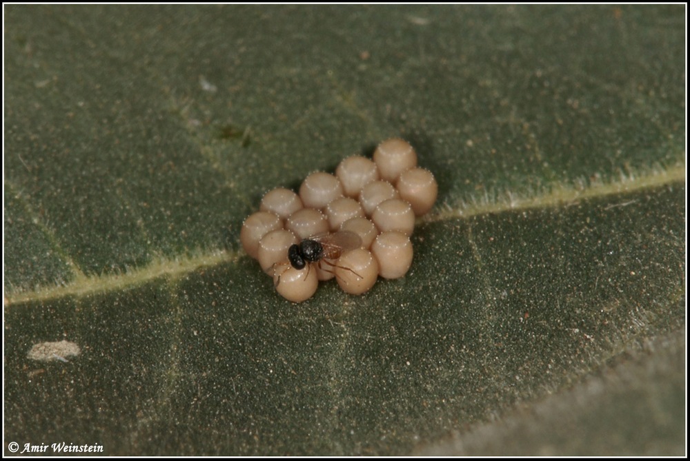 Heteroptera d''Israele